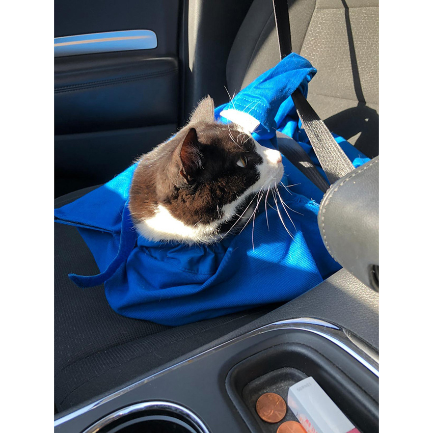 Katze in der Tasche Cosy Comfort Carrier Klein bis Groß 8 Farboptionen Katzentasche Pet Carrier für die Fellpflege Tierarztbesuche Medikamente Verwaltung Dental